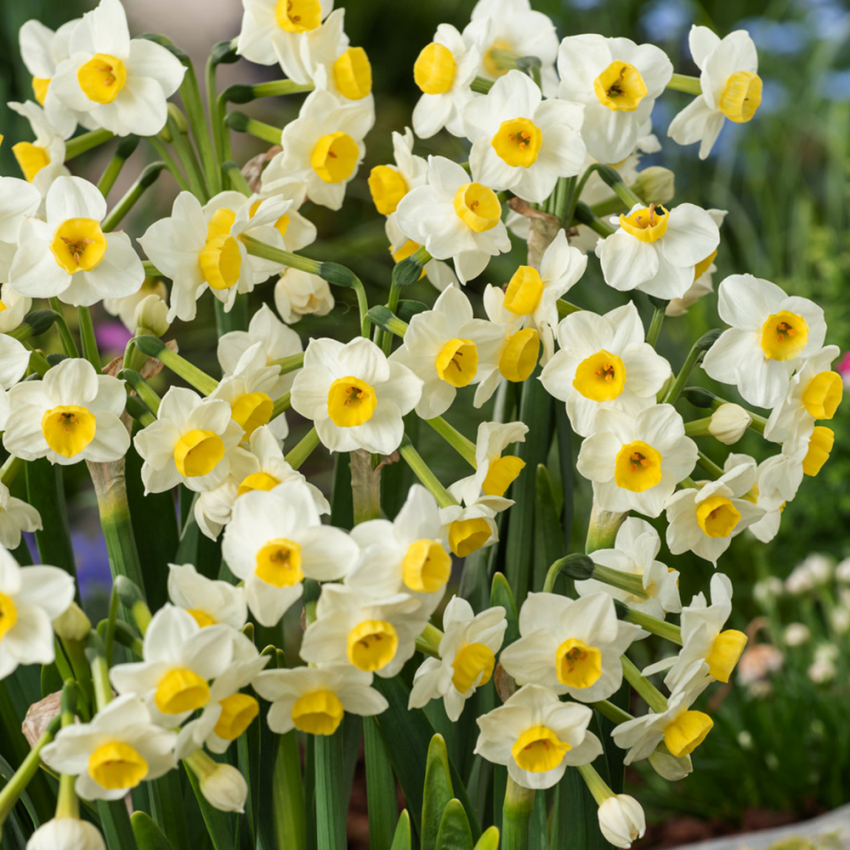 Toblomstret narcis 'Avalanche'  5 stk. Rigt blomstrende narcis som får duftende, cremehvide blomster med en lille, solgul trompet.