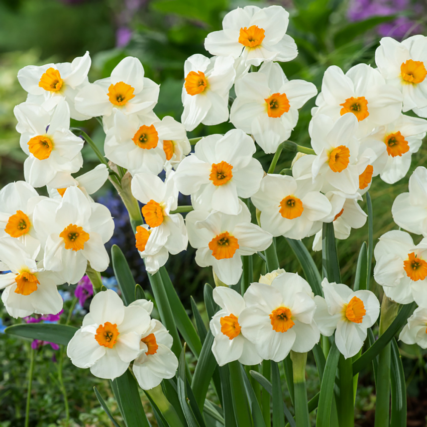 Toblomstret narcis 'Geranium'  5 stk. En herligt velduftende hvid narcis med gulorange trompet. 