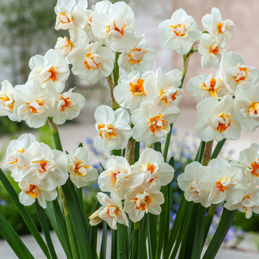 Toblomstret narcis 'Sir Winston Churchill'  5 stk. En fantastisk velduftende narcis med tæt fyldte, snehvide blomster med orange midte.