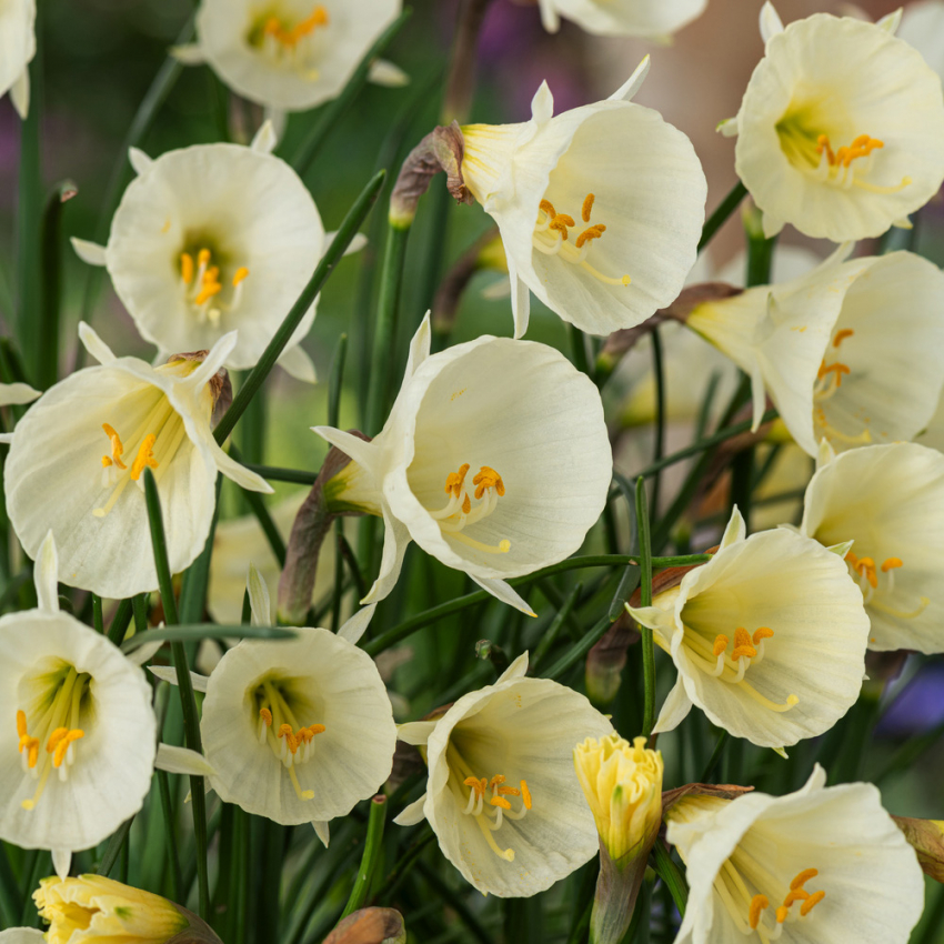 Krinolinenarcis  'White Petticoat'  5 stk. Smuk i blandede beplantninger med perlehyacint og andre forårsblomstrende løgplanter. 