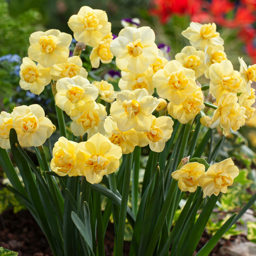 Toblomstret narcis 'Yellow Cheerfulness'  5 stk. En meget velduftende, tæt fyldt narcis i lyse, citrongule nuancer.