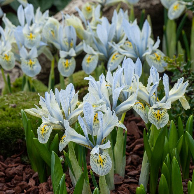 Vår-Iris 'Katharine Hodgkin' 10 stk.