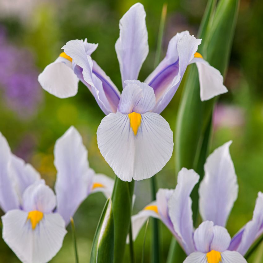 Hollandsk Iris 'Carmen' 25 stk.