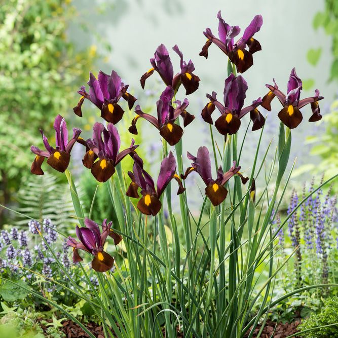 Hollandsk Iris 'Red Ember' 10 stk