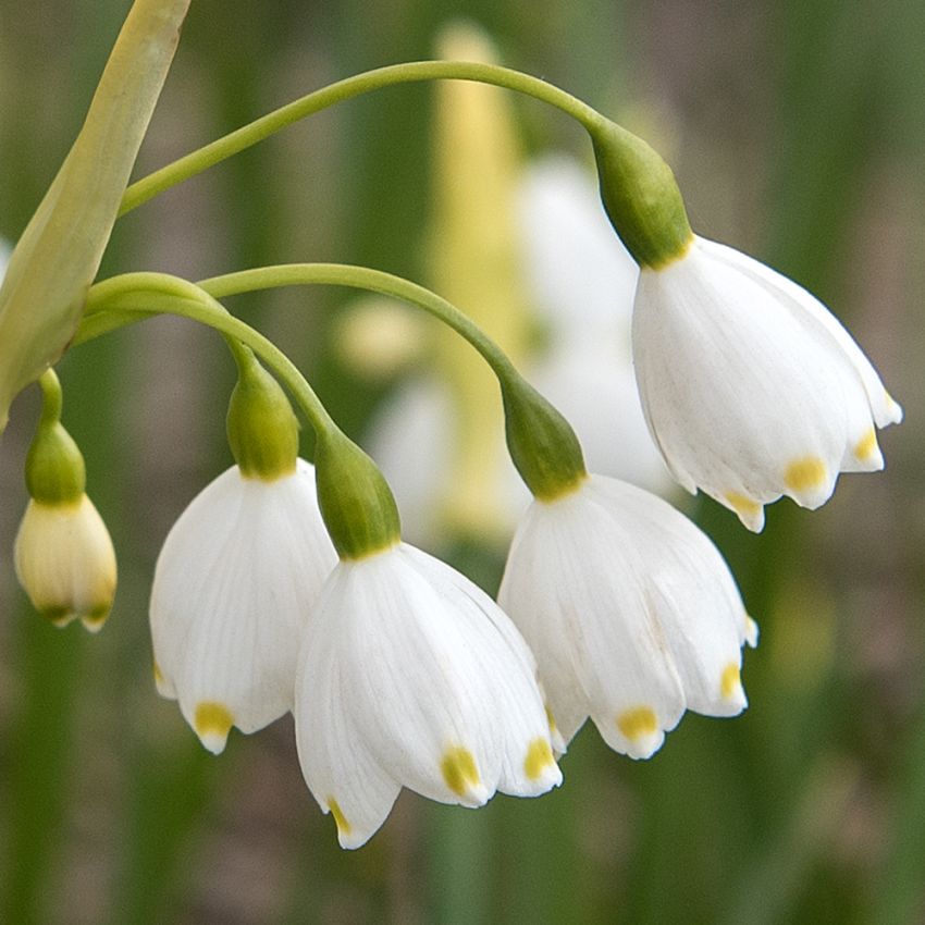 Sommer-hvidblomme 'Gravetye Giant' 3 stk.