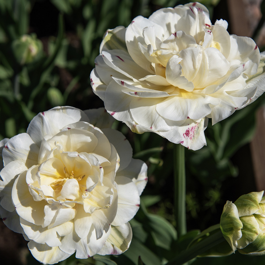 Tulipan 'Danceline' 5 stk