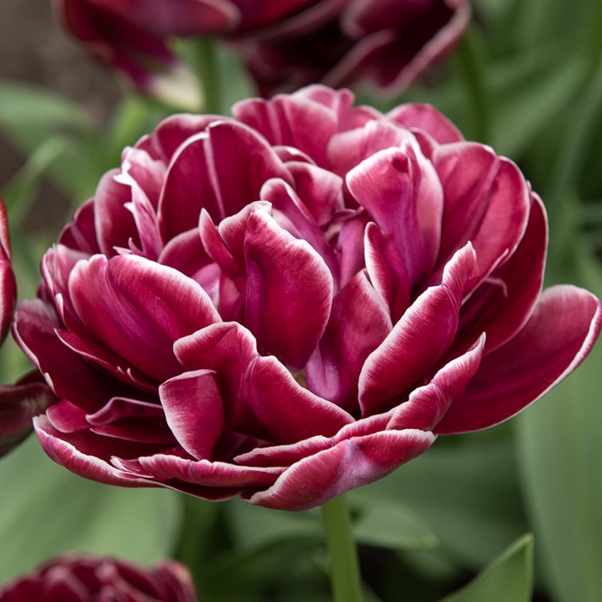 Tulipan 'Dream Touch' 5 stk