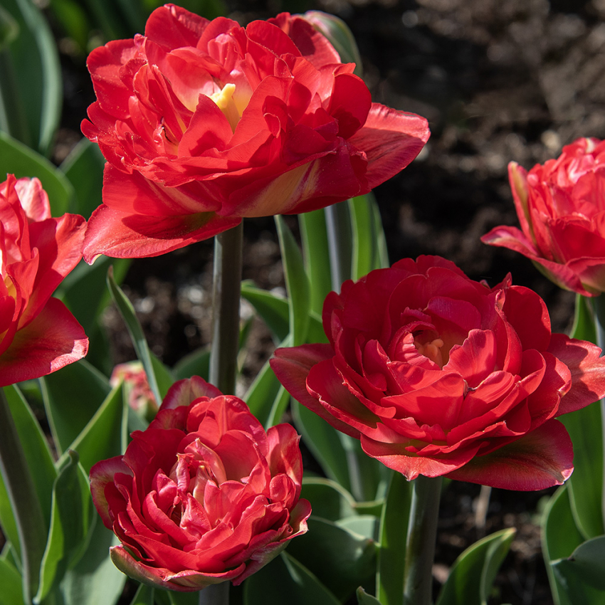 Tulipan 'Pamplona' 5 stk. i gruppen Løg og knolde / Forårsblomstrende løg og knolde / Eksklusive tulipaner hos Impecta Fröhandel (466260)
