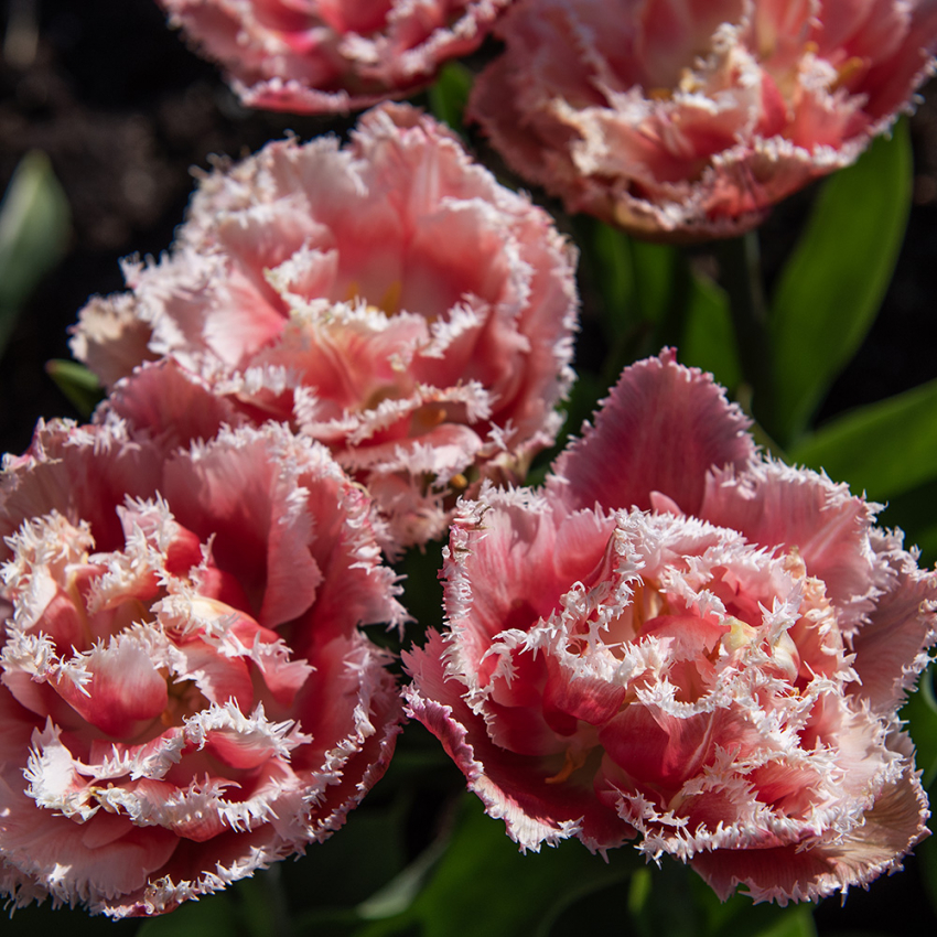 Tulipan 'Queensland' 5 stk. i gruppen Løg og knolde / Forårsblomstrende løg og knolde / Eksklusive tulipaner hos Impecta Fröhandel (466280)