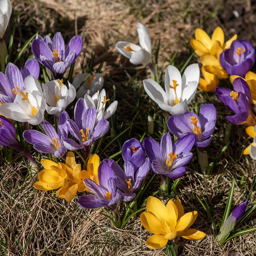 Krokus Storblomstrende Blanding 60 stk.