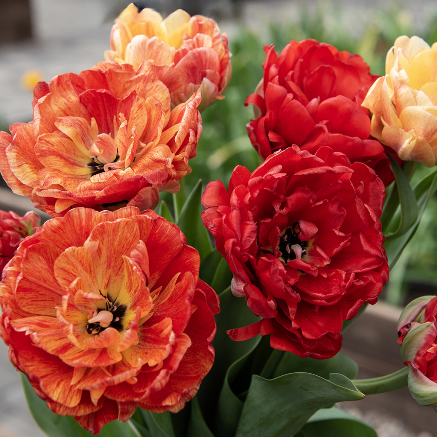Tulipan 'Gudoshnik Double' 15 stk. i gruppen Løg og knolde / Forårsblomstrende løg og knolde / Eksklusive tulipaner hos Impecta Fröhandel (466555)