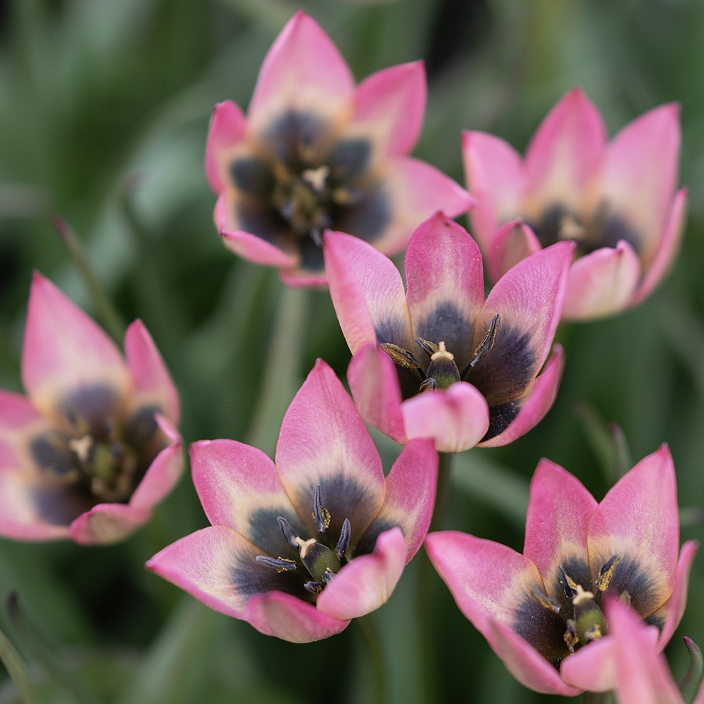 Botanisk tulipan 'Danique' 7 stk