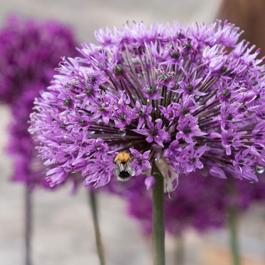 Hollandsk Hvidløg 'Purple Sensation' 15 stk.