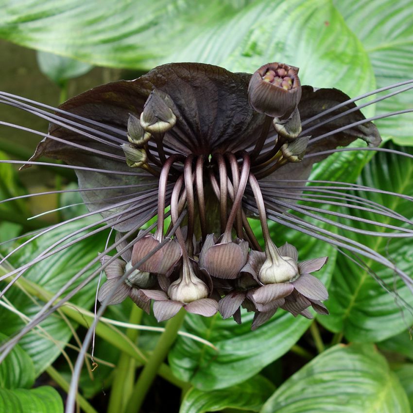 Tacca