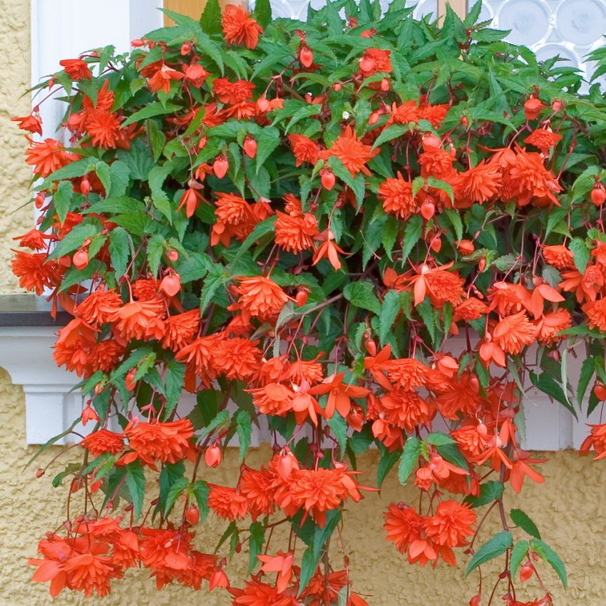 Hængebegonia F1 'Illumination Orange'