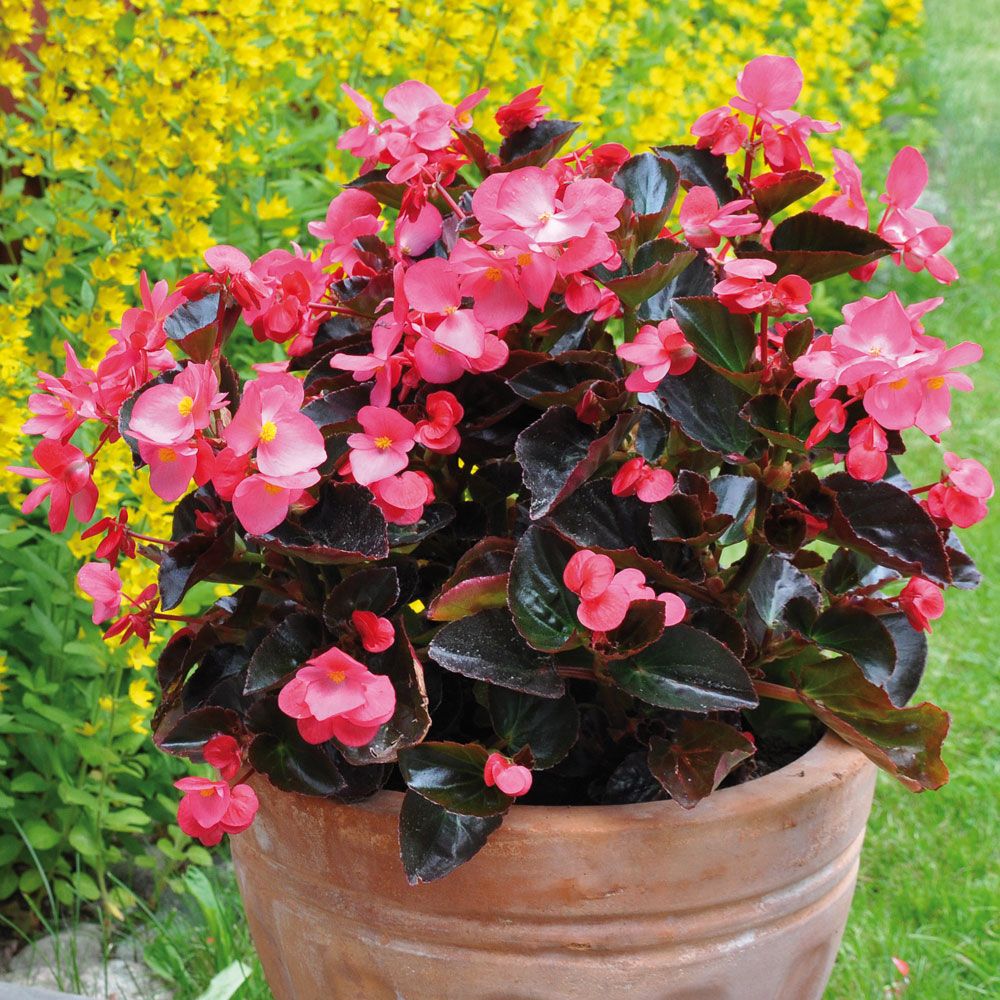 Begonia 'Big Rose with Bronze Leaf'