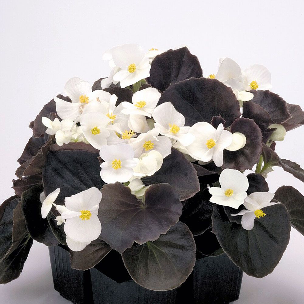 Sommerbegonia F1 'Nightlife White'