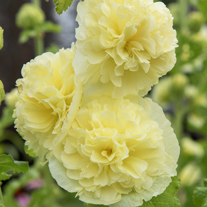 Stokrose 'Chater's Golden Yellow'