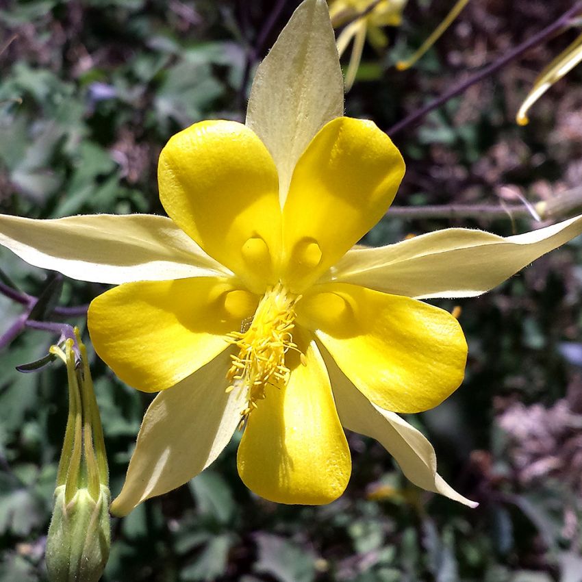 Guldakeleje 'Yellow Star'