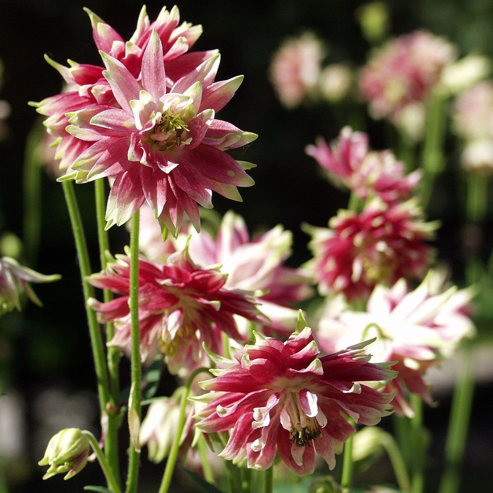 Akeleje 'Nora Barlow'