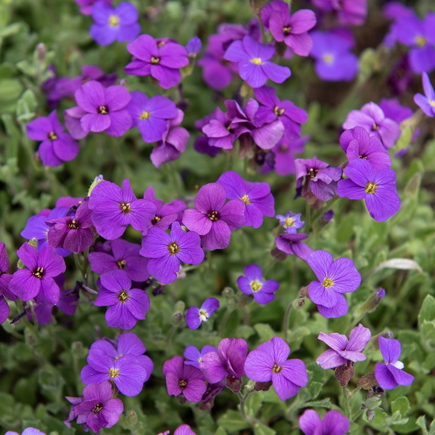 Aubrietia 'Whitewell Gem'