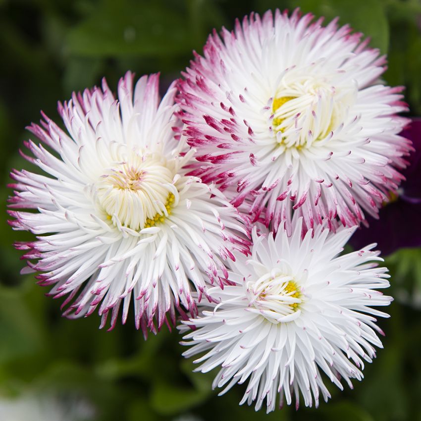 Tusindfryd 'Habanera White with Red Tips'