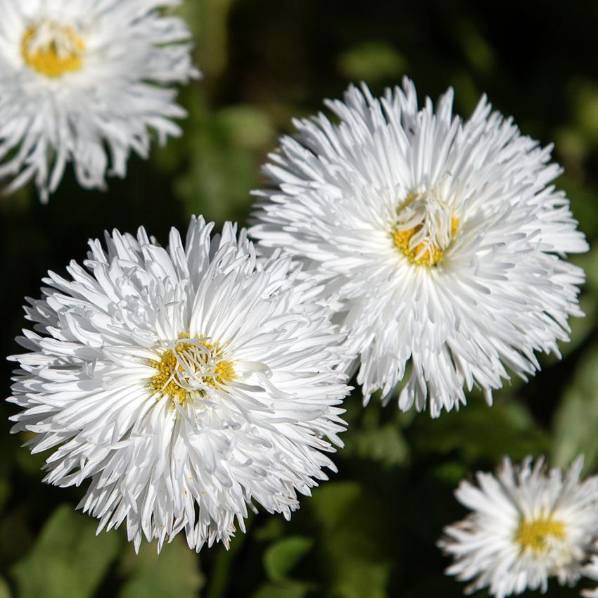 Tusindfryd 'Habanera White'