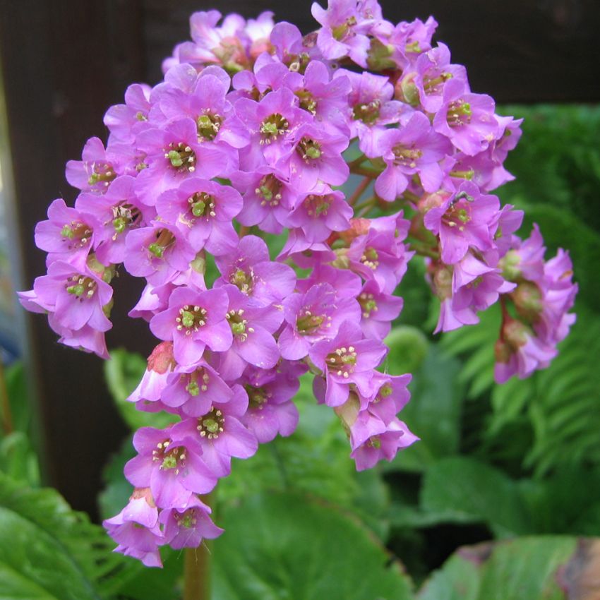 Hjertebergenia