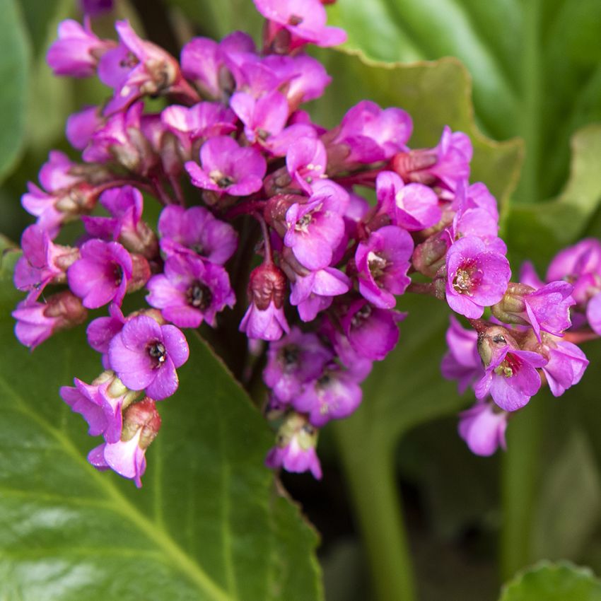 Havebergenia 'Winterglow'