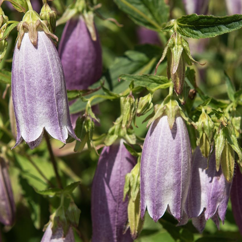 Prikket klokke 'Rubriflora'