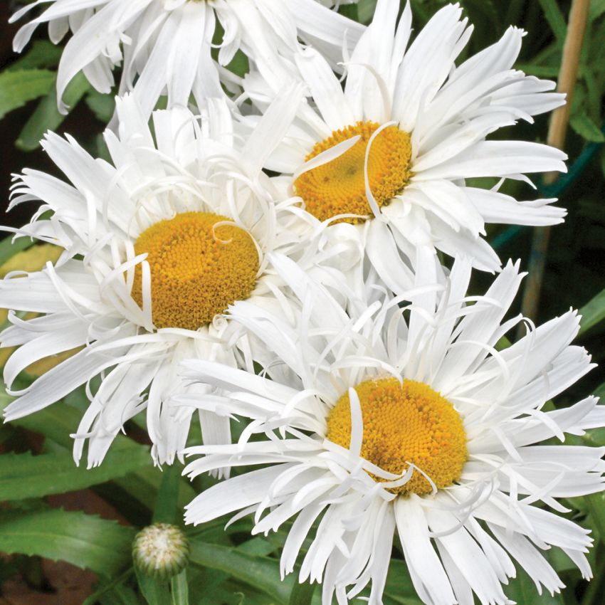 Kæmpemarguerit 'Crazy Daisy'