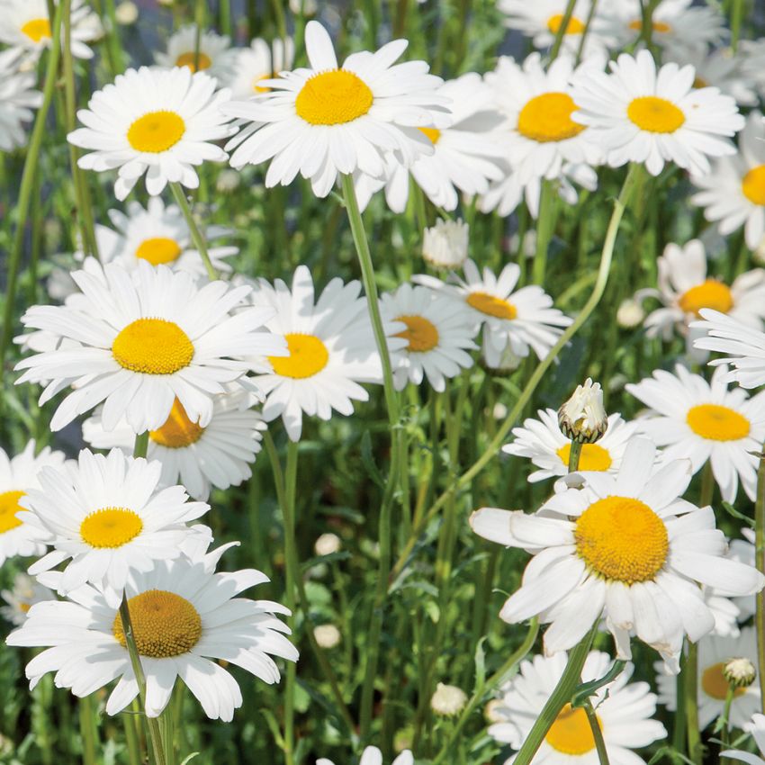 Marguerit 'May Queen'