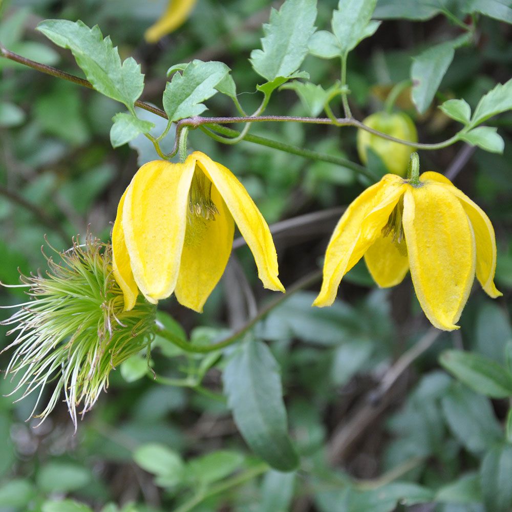 Guldklematis 'Radar Love'