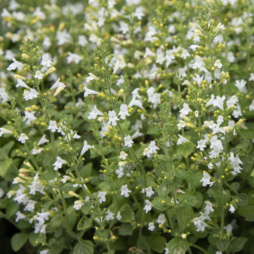 Stenkyndel 'Marvelette White'