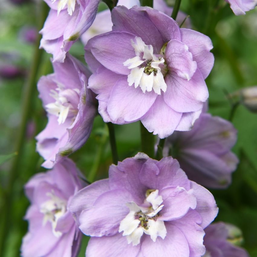 Have Ridderspore 'Magic Fountains Cherry White Bee'