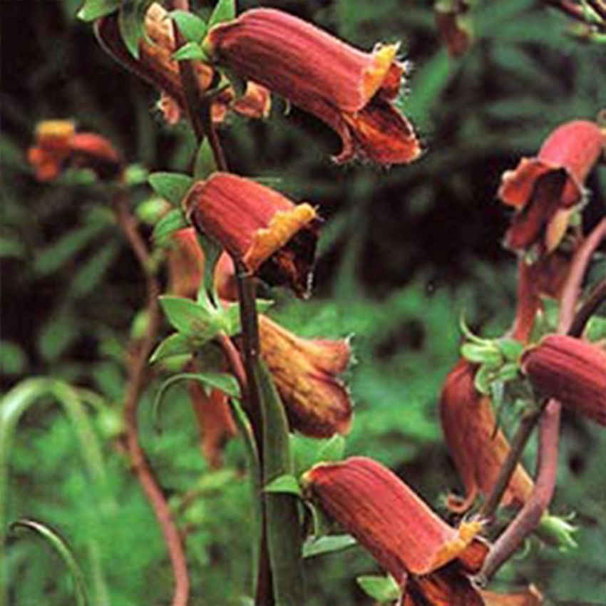 Busket fingerbølblomst