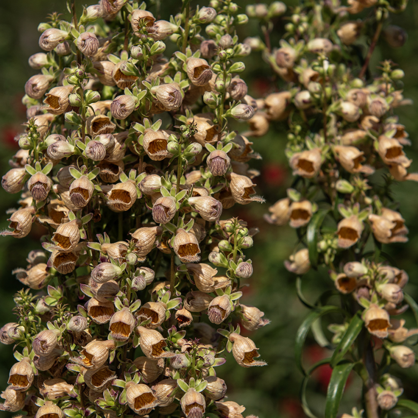 Brun Fingerbølblomst 'Gigantea Gelber Herold' i gruppen Frø / Stauder hos Impecta Fröhandel (6193)