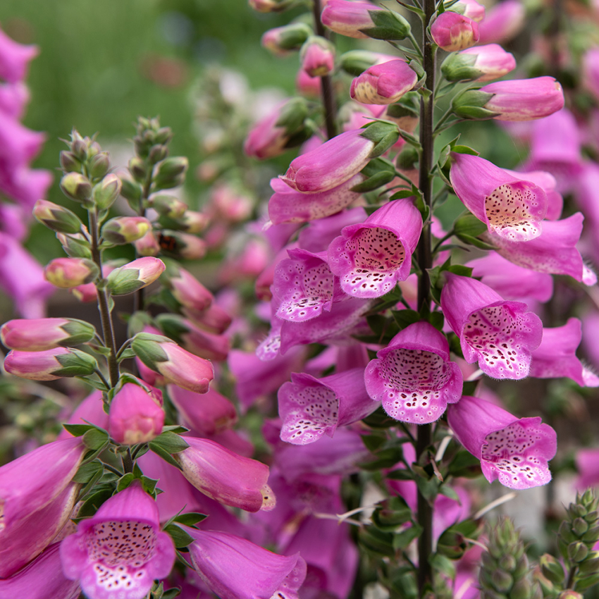 Fingerbøl F1 'Bubbly Pink'