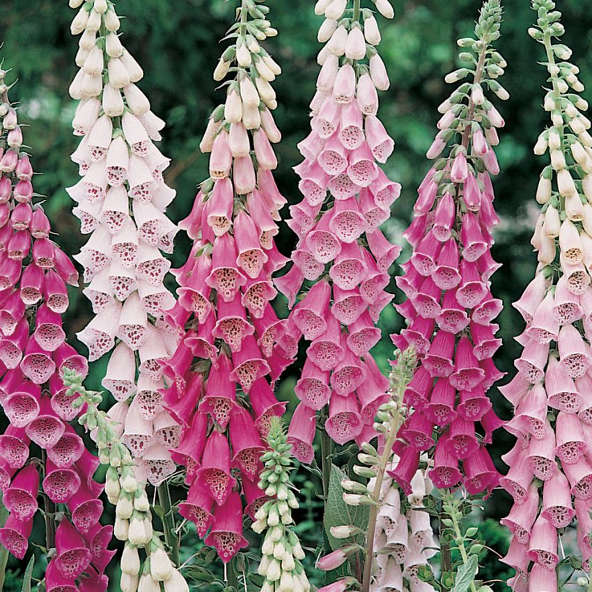 Fingerbølblomst 'Gloxiniaeflora'