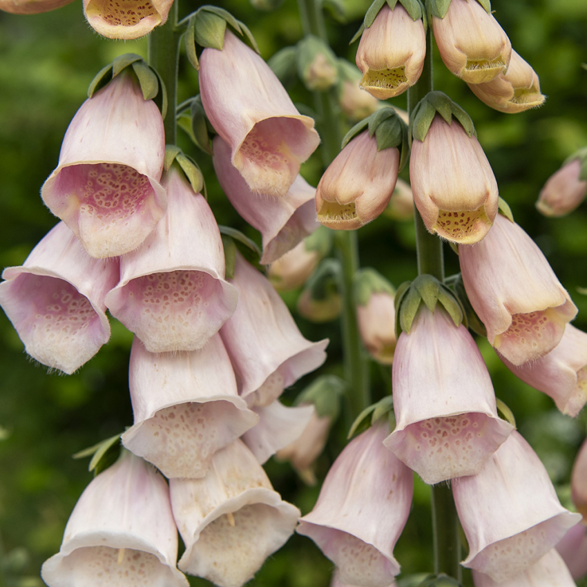 Fingerbøl 'Apricot Delight'