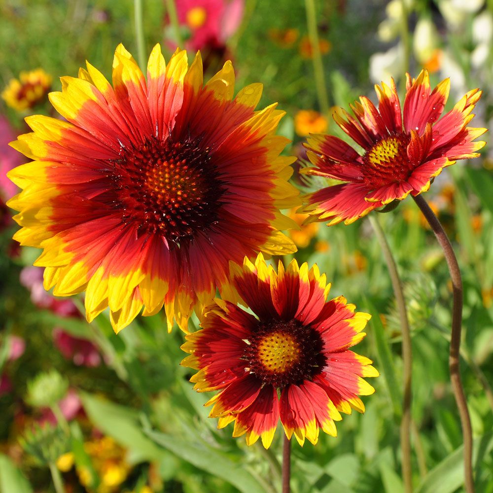 Kokardeblomster 'Burgunder'