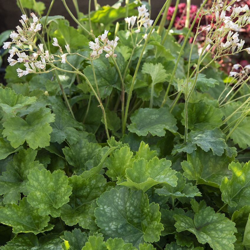 Purpurklokke 'White Cloud'