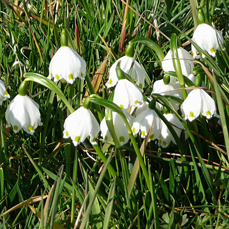 Vår-Hvidblomme