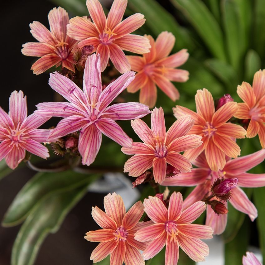 Lewisia 'Little Plum'