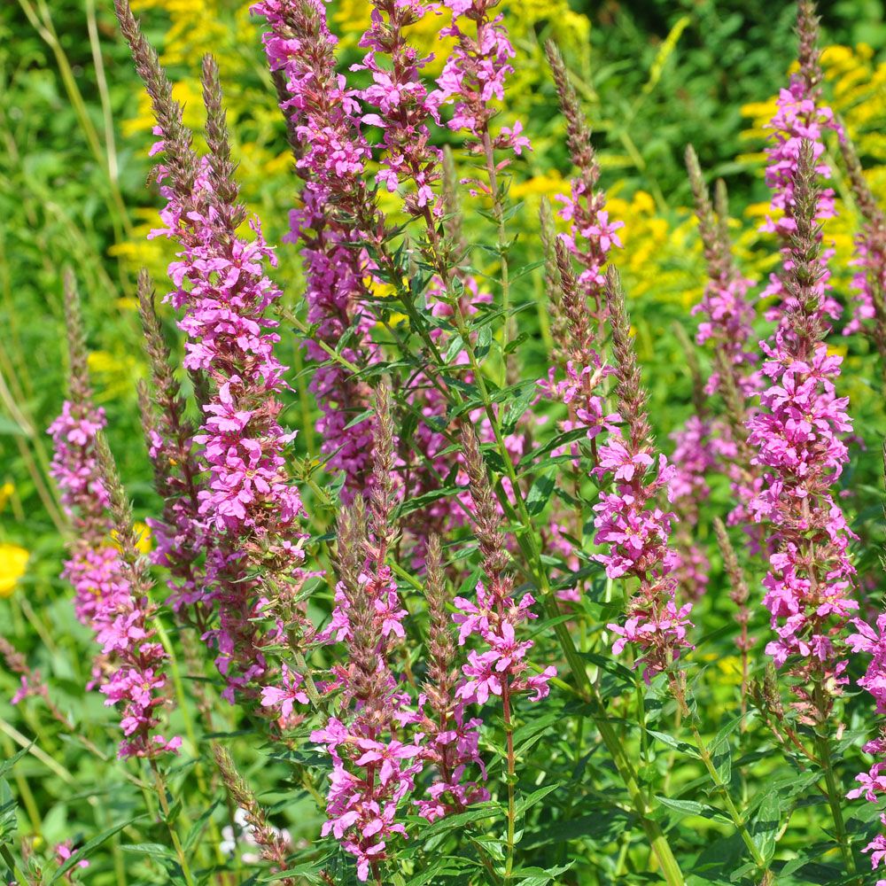 Fakkelblomster 'Rosy Gem'