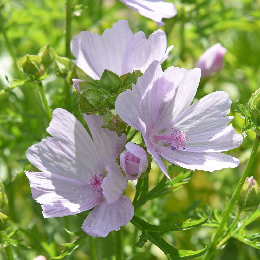 Moskuskatost 'Appleblossom'