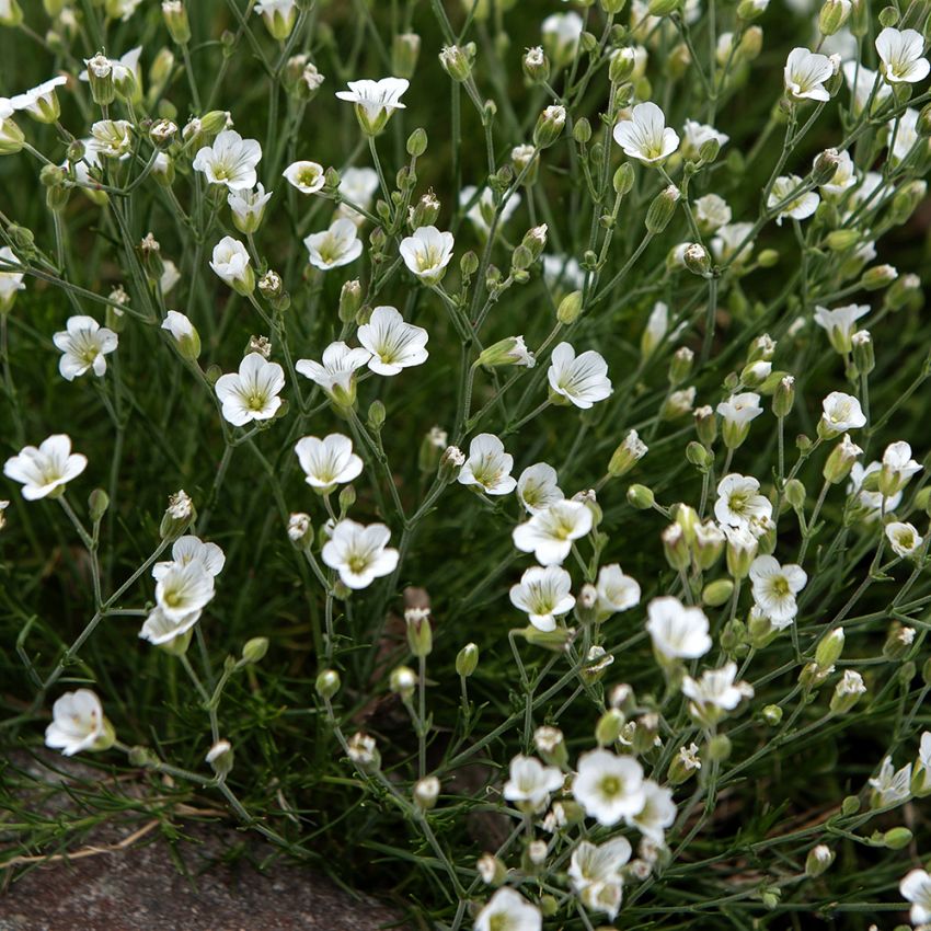 Cherleria