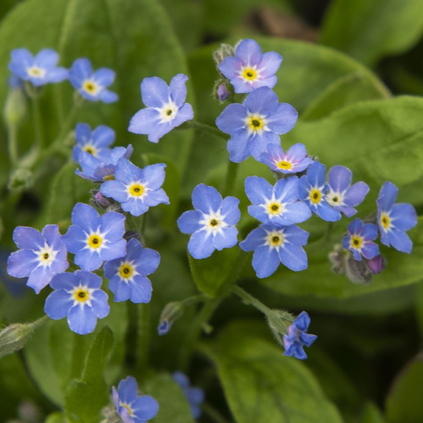 Skovforglemmigej 'Bellamy Blue'