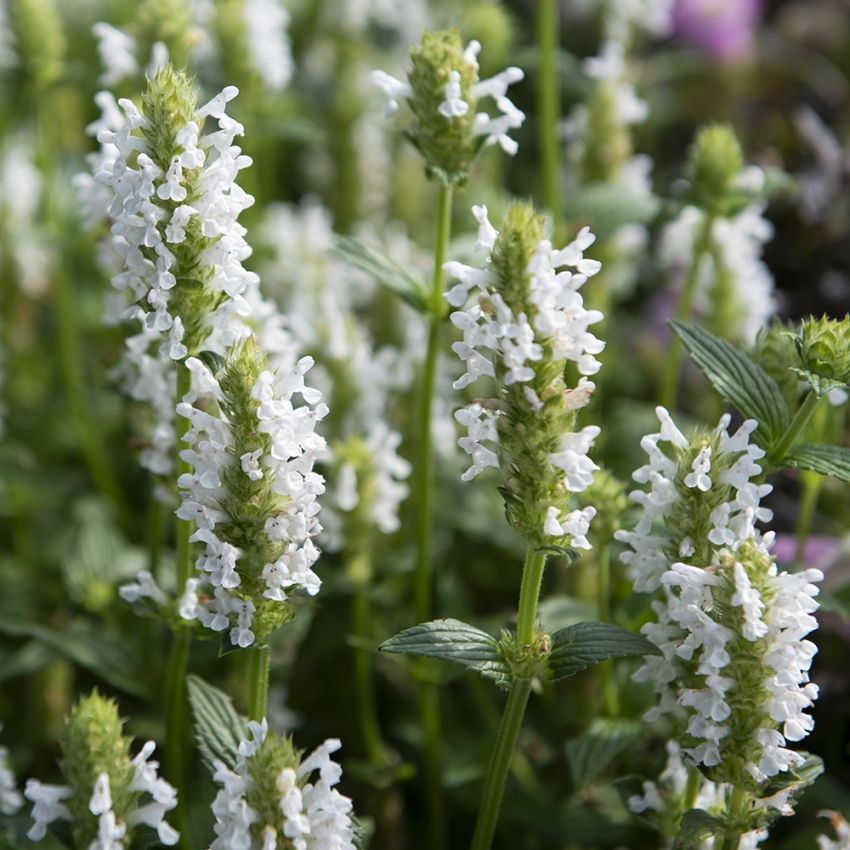 Aks-nepeta 'Nevita White'