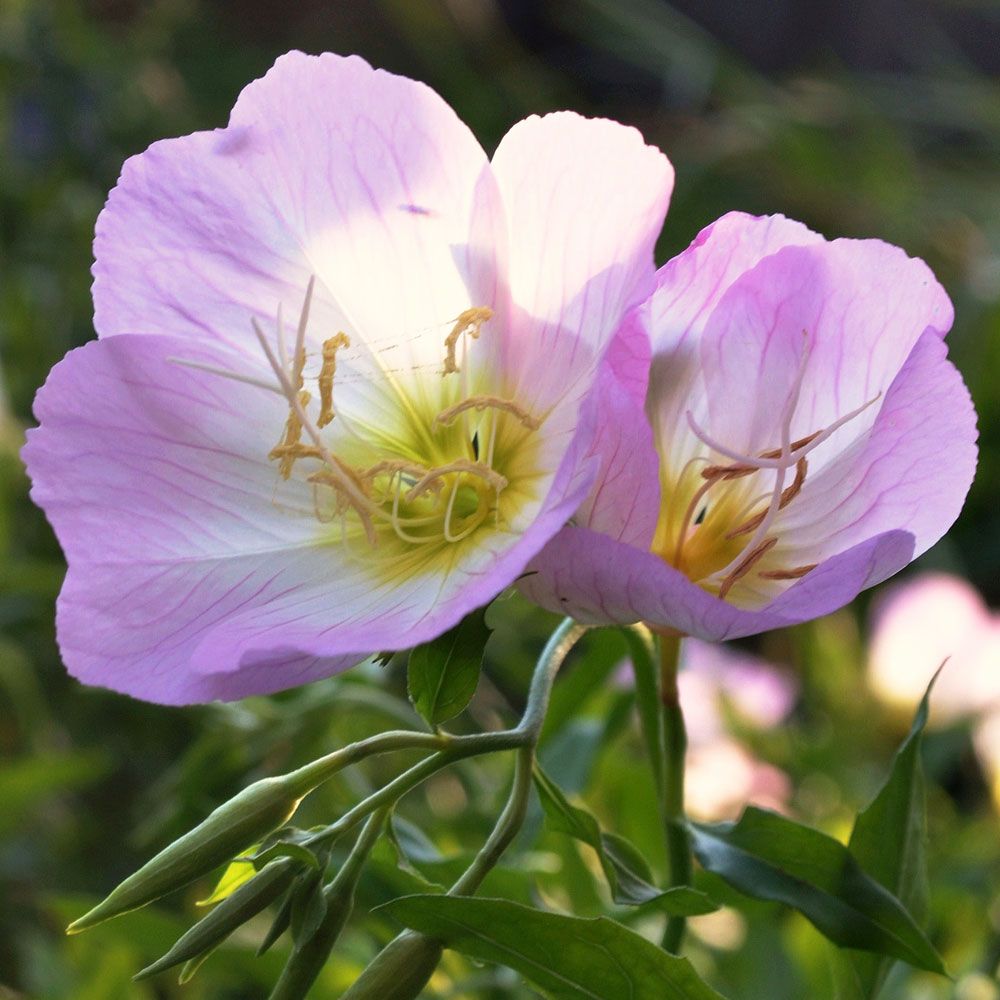 Sølvnatlys 'Pink Petticoats'